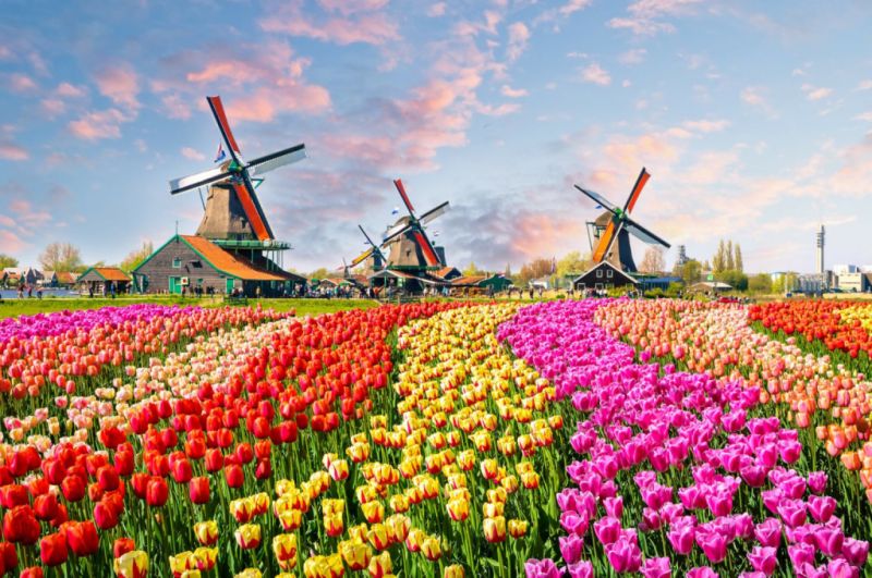¿Vivir el impresionante esplendor de las flores en Holanda?
