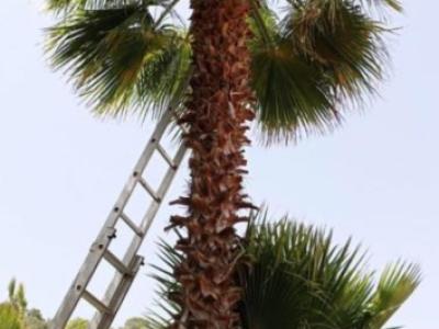 Fincaservice, Pool & Gartenpflege, Renovierungen.