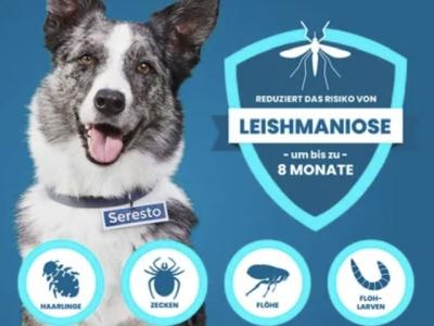 Für große Hunde Seresto Halsband 70 cm gegen Leishmaniose, Flöhe und Zecken, orginalverpackt