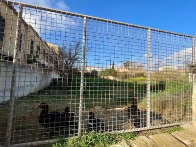 Large urban plot in Cas Concos --- S 03