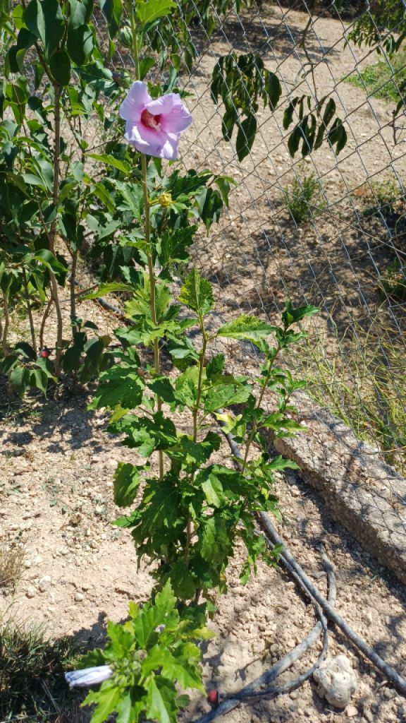 Hibiskus verschiedene Farbe