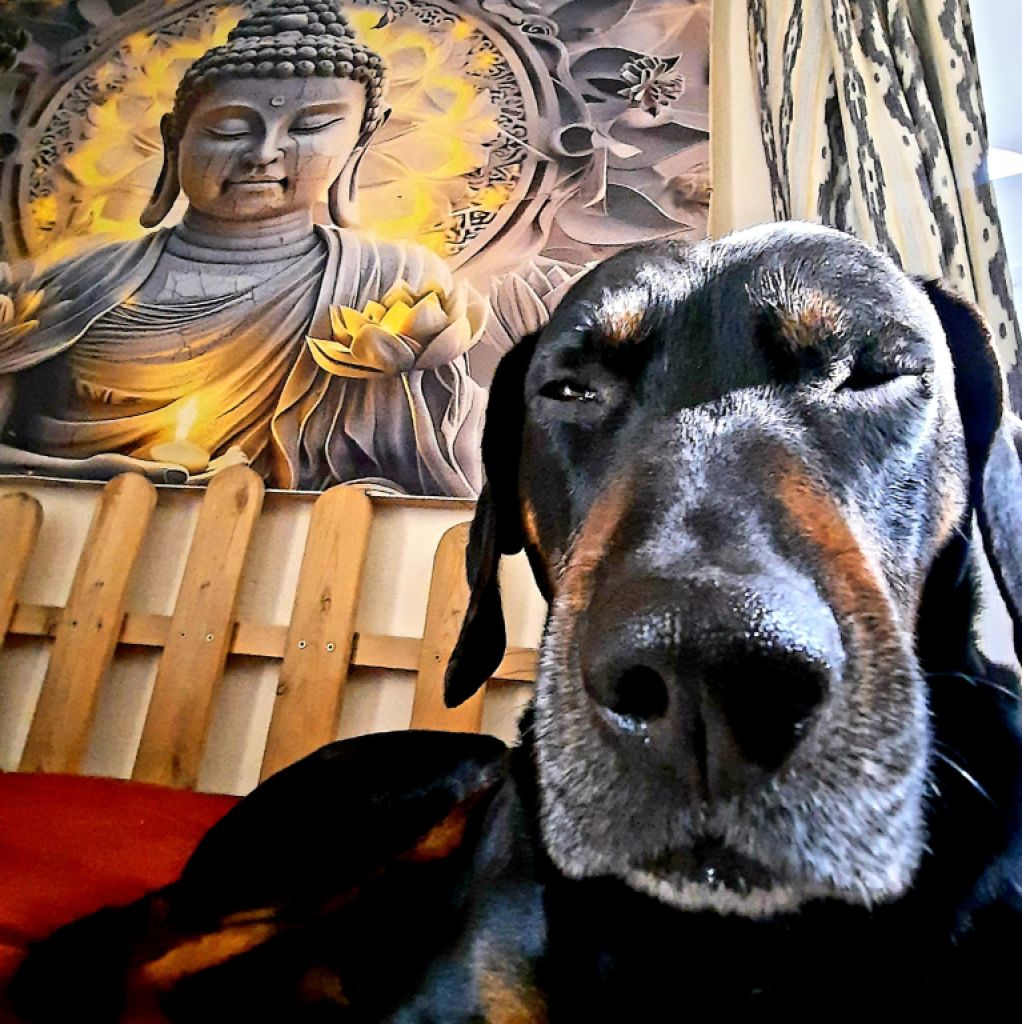 Hundebetreuung Dogsitter Training Gassi