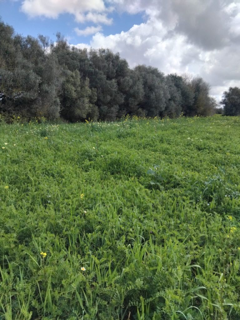 Nicht bebaubares Grundstück zu verkaufen in CAMPOS