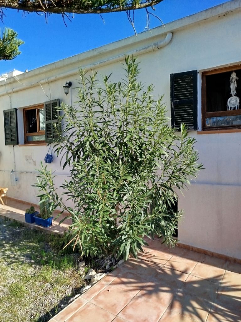 Riesige Oleanderpflanze