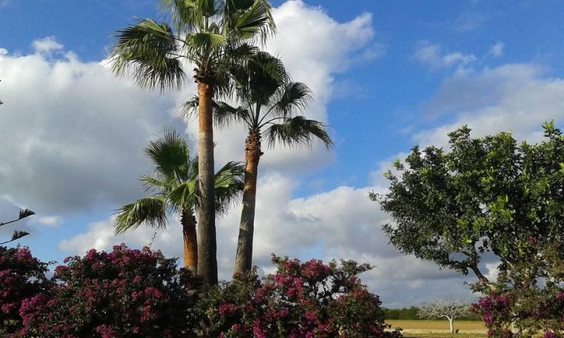 Top Lage cerca te Porto Cristo schöne Finca zu Verkaufen