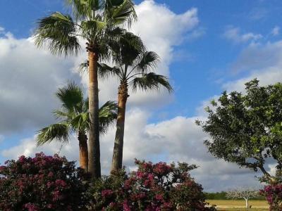 Top Lage cerca te Porto Cristo schöne Finca zu Verkaufen