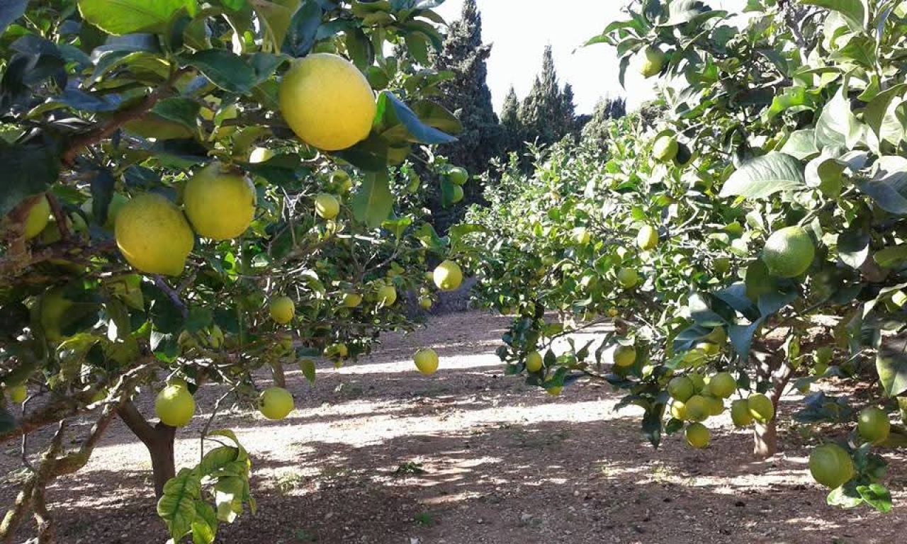 Top Lage cerca te Porto Cristo schöne Finca zu Verkaufen