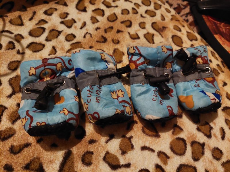 Various Dog Clothing and Accessories