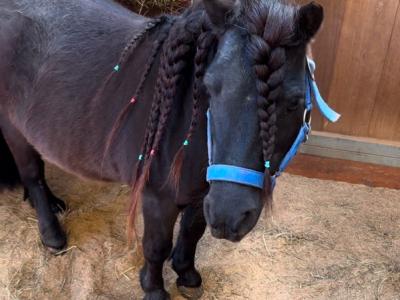 Wunderschöner Ponyhengst sucht neues Zuhause